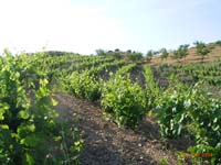uvas